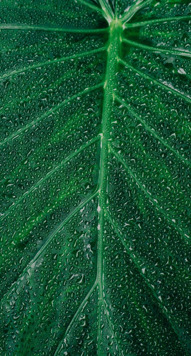 pexels-scott-webb-1029596 (1)